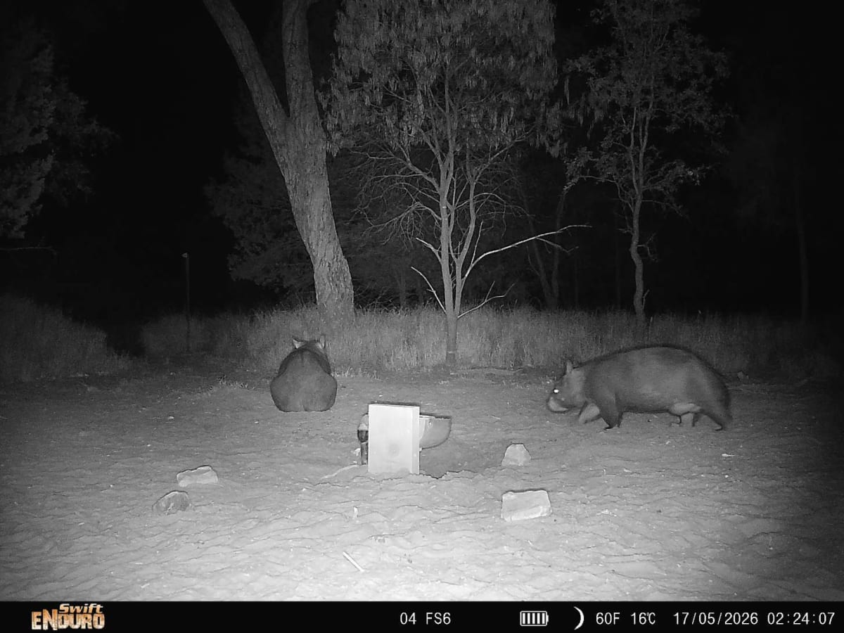 Rare Wombat Baby Brings Hope to Critically Endangered Species - Image 4