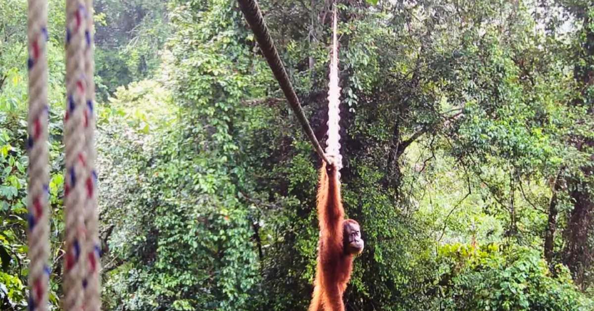 Orangutan Crosses Road Bridge After 2-Year Wait in Indonesia