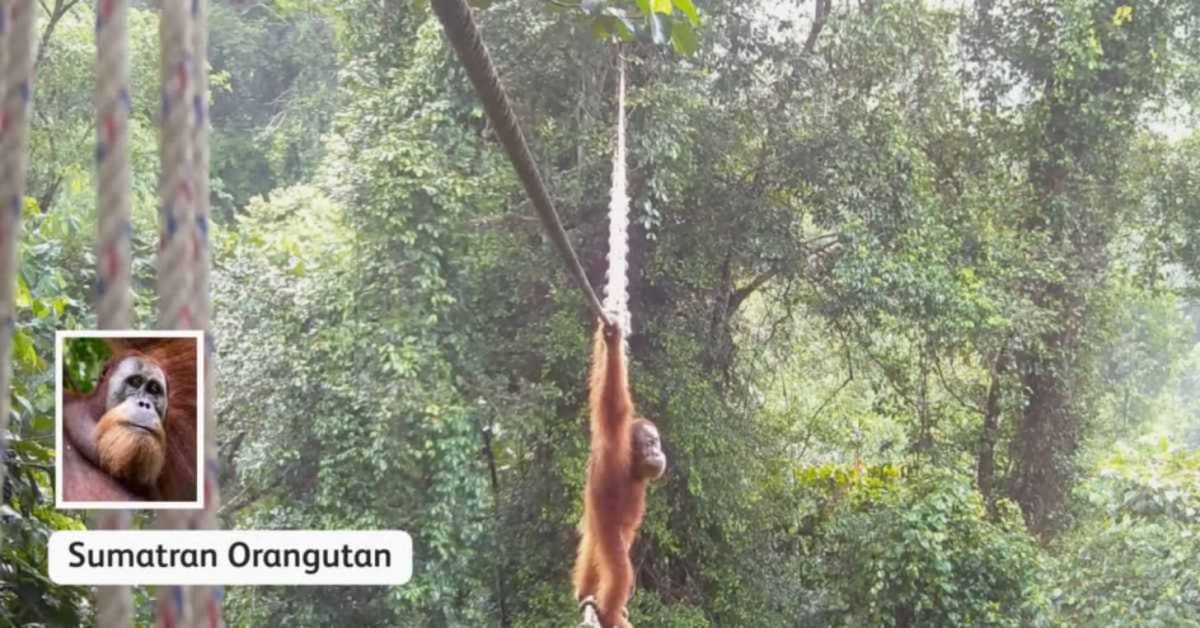 Orangutan Crosses Road Bridge After 2-Year Wait in Indonesia - Image 2