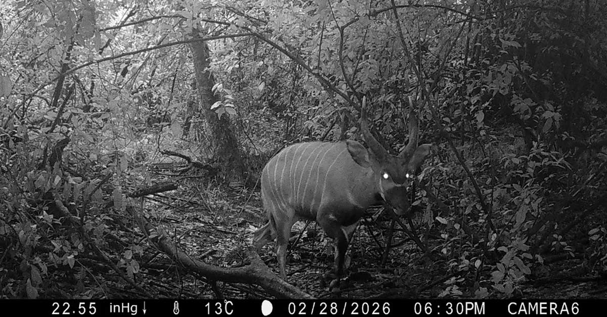 Chestnut-colored mountain bongo with distinctive white vertical stripes walking through Kenya forest