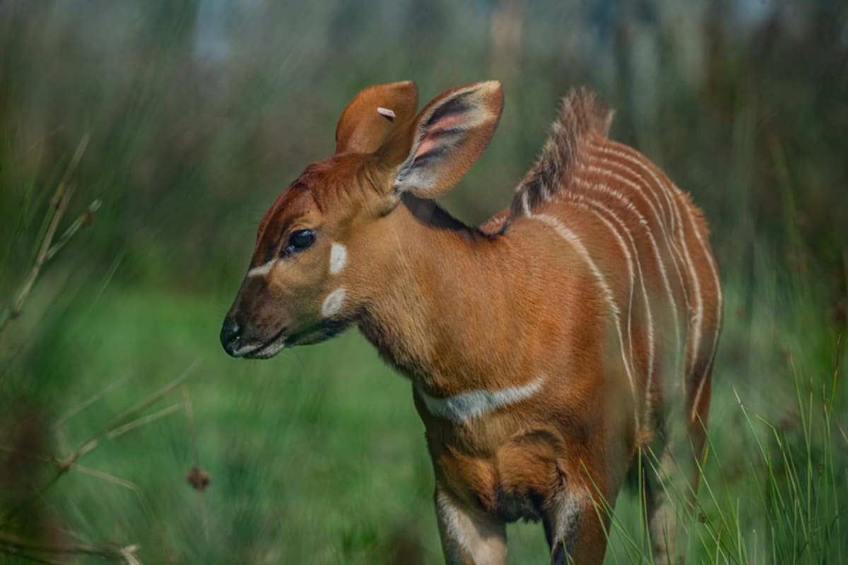 3 Wild Bongos Found 125 Miles From Last Known Location - Image 2
