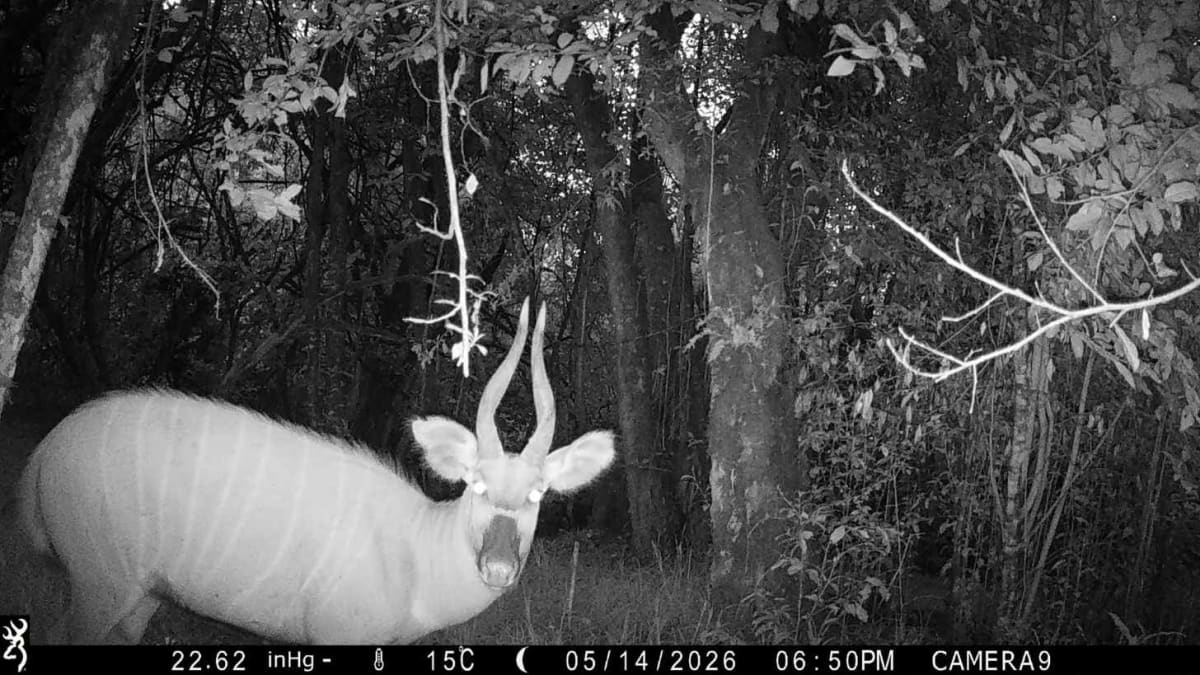 3 Wild Bongos Found 125 Miles From Last Known Location - Image 3