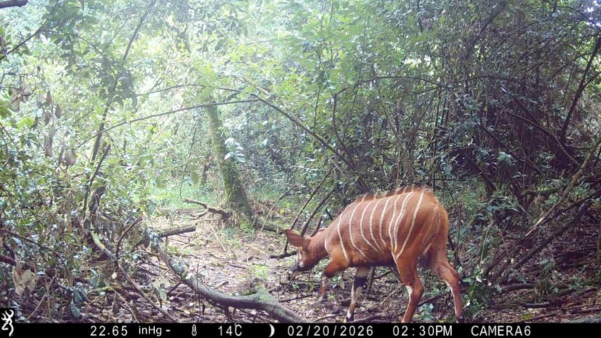 3 Wild Bongos Found 125 Miles From Last Known Location - Image 4