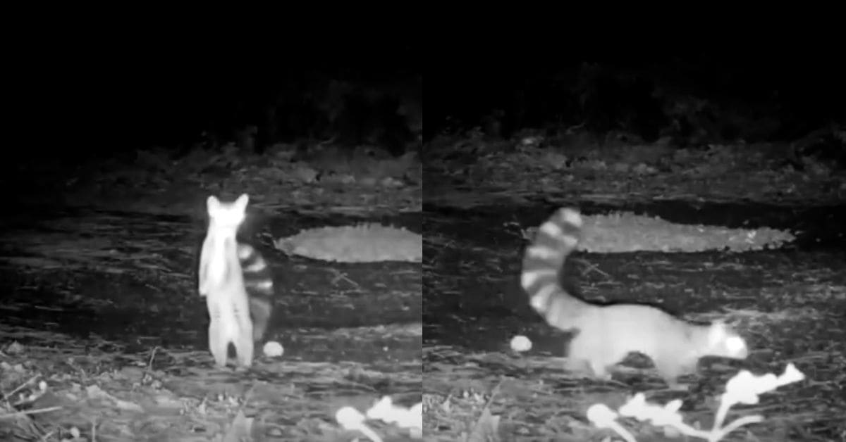 North American ringtail with fox-like face and distinctive black and white striped tail