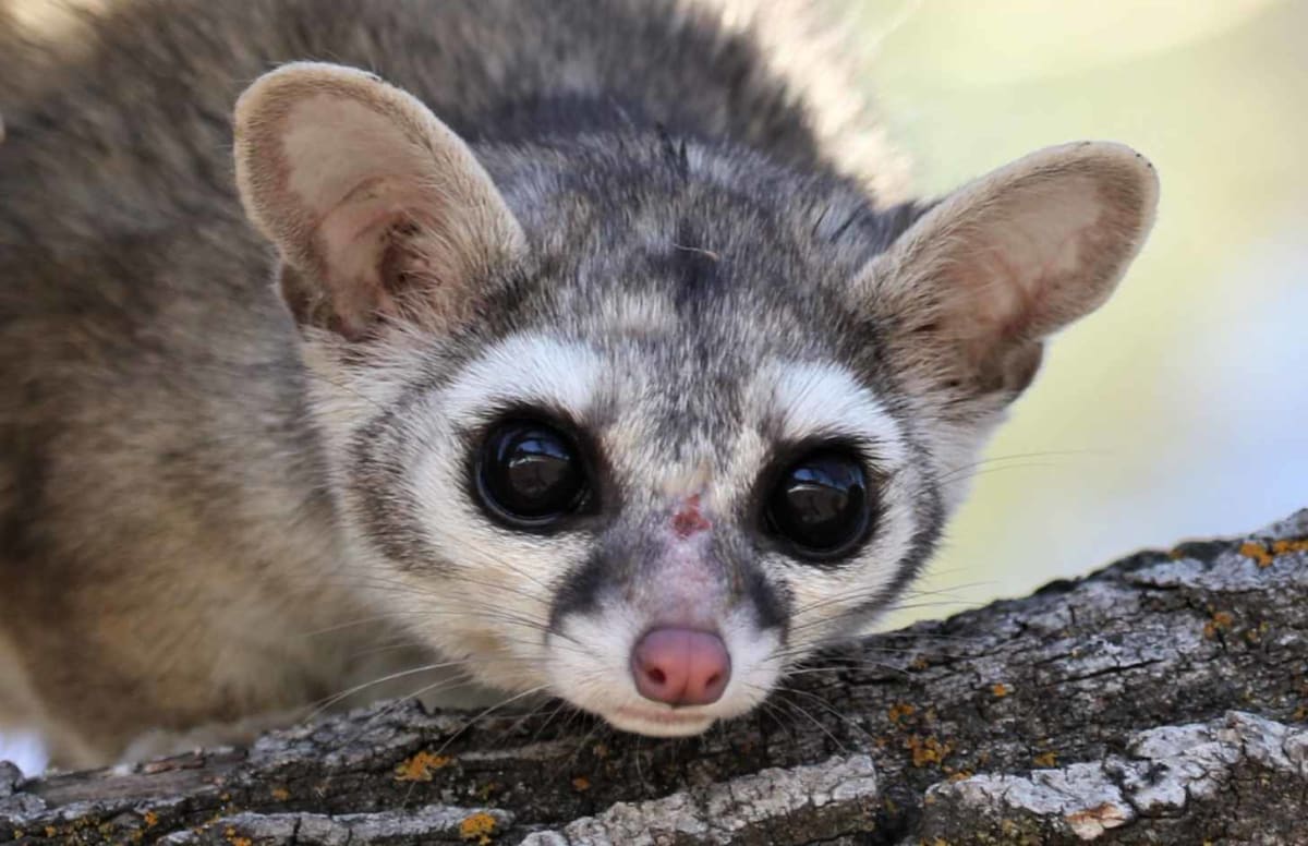 Oregon Family Brings Back Elusive Ringtail After 35 Years - Image 2