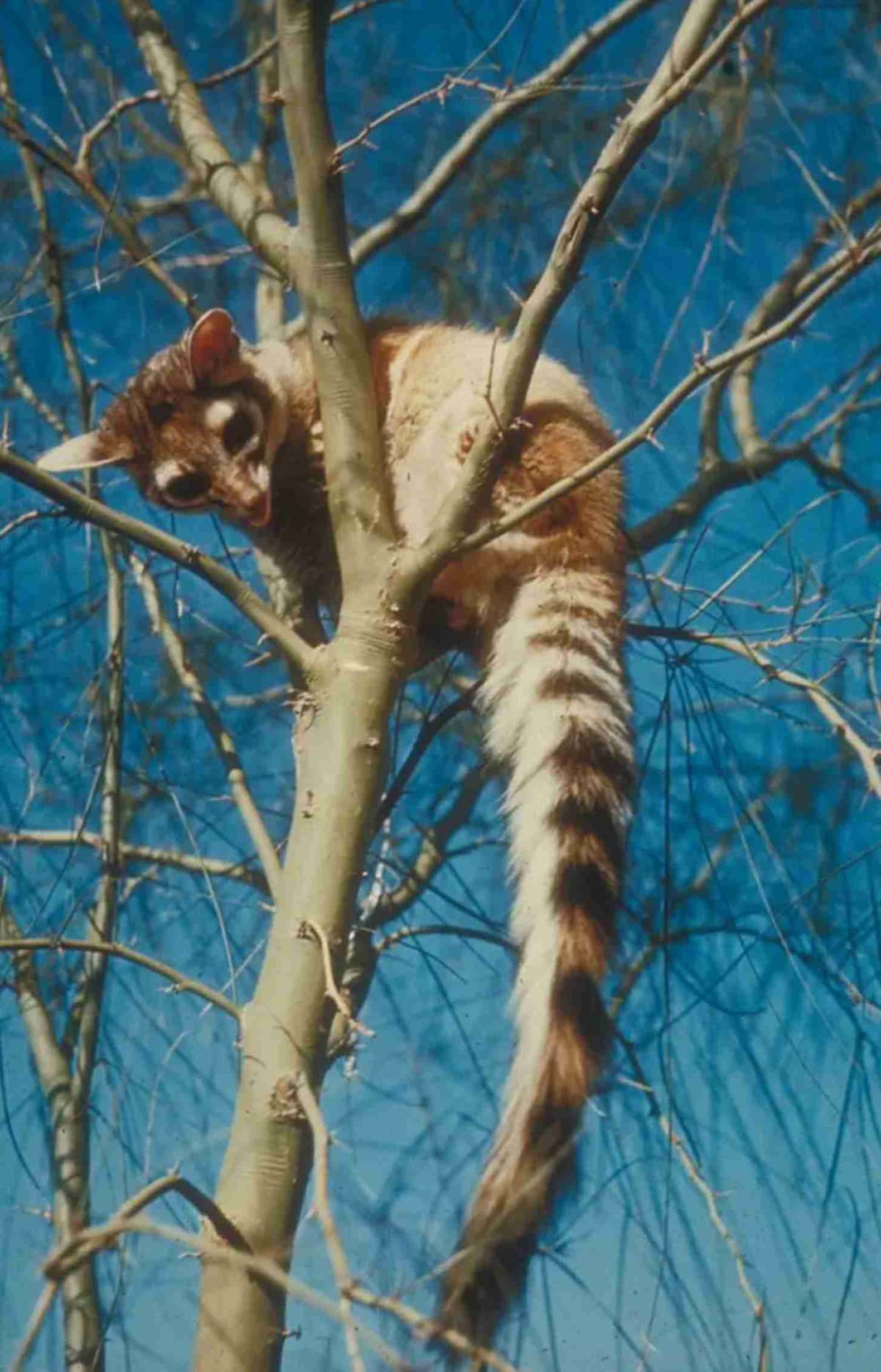 Oregon Family Brings Back Elusive Ringtail After 35 Years - Image 3