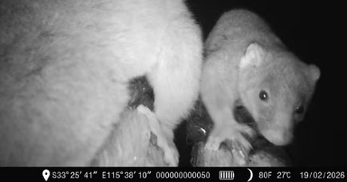Night vision camera captures small possum crossing rope bridge over Australian highway