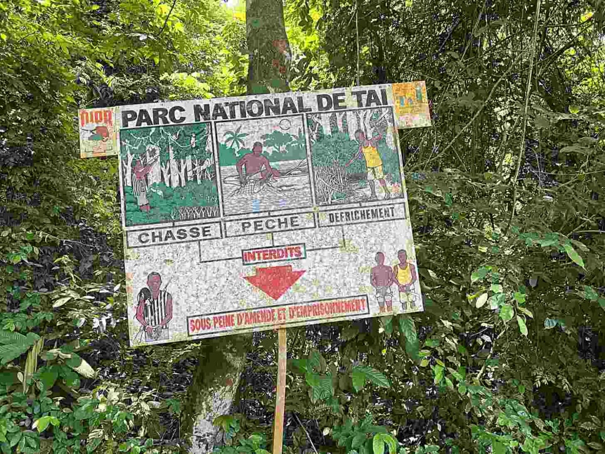 Rare Frogs and Giant Scorpions Draw Tourists to Ivorian Forest - Image 4