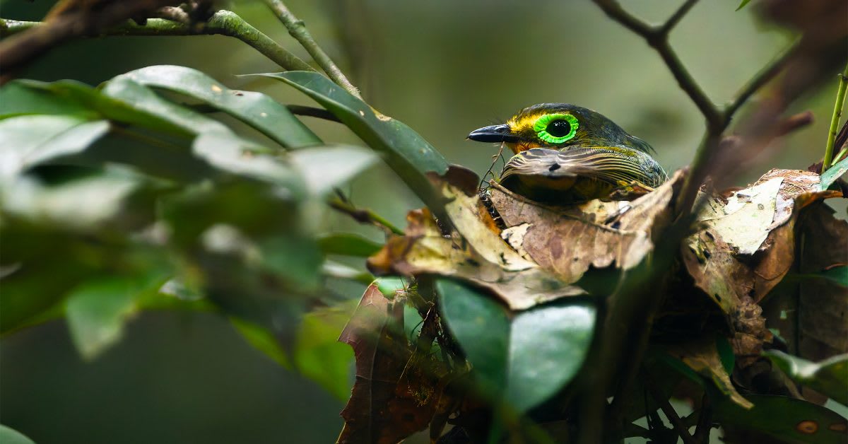 Rare Frogs and Giant Scorpions Draw Tourists to Ivorian Forest
