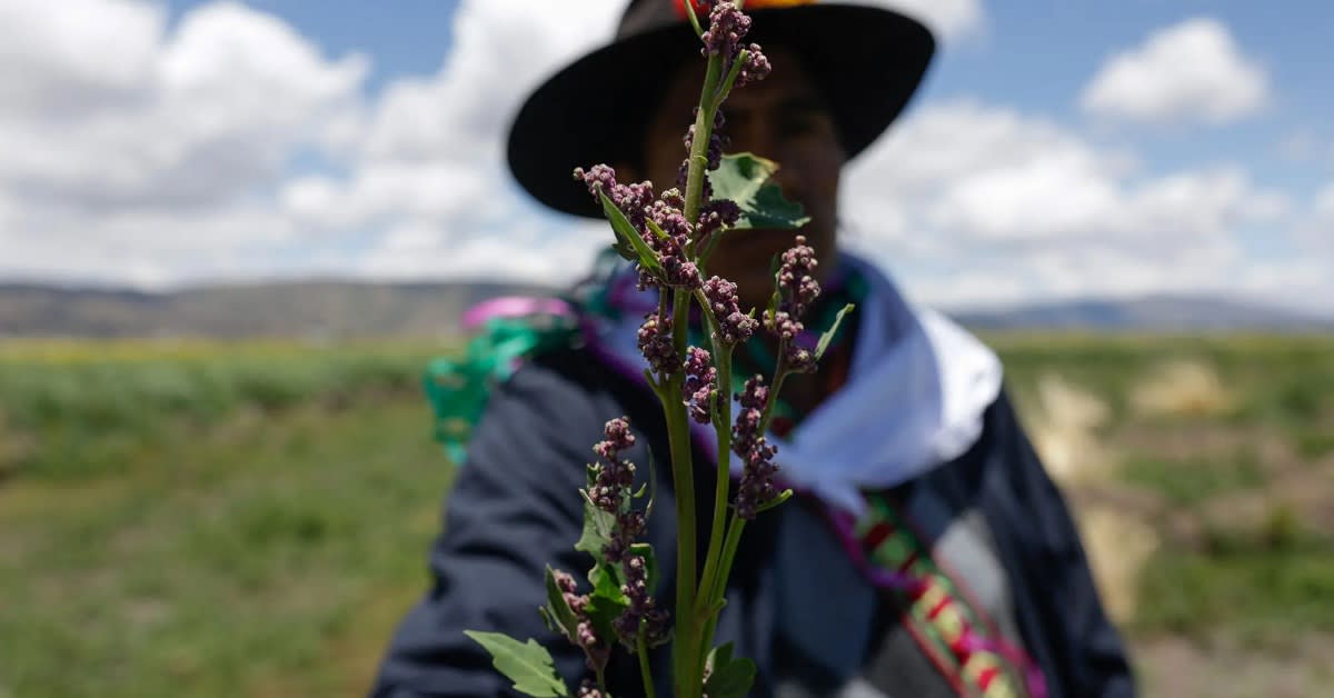 Indigenous Land Care Cuts Carbon, New Study Confirms