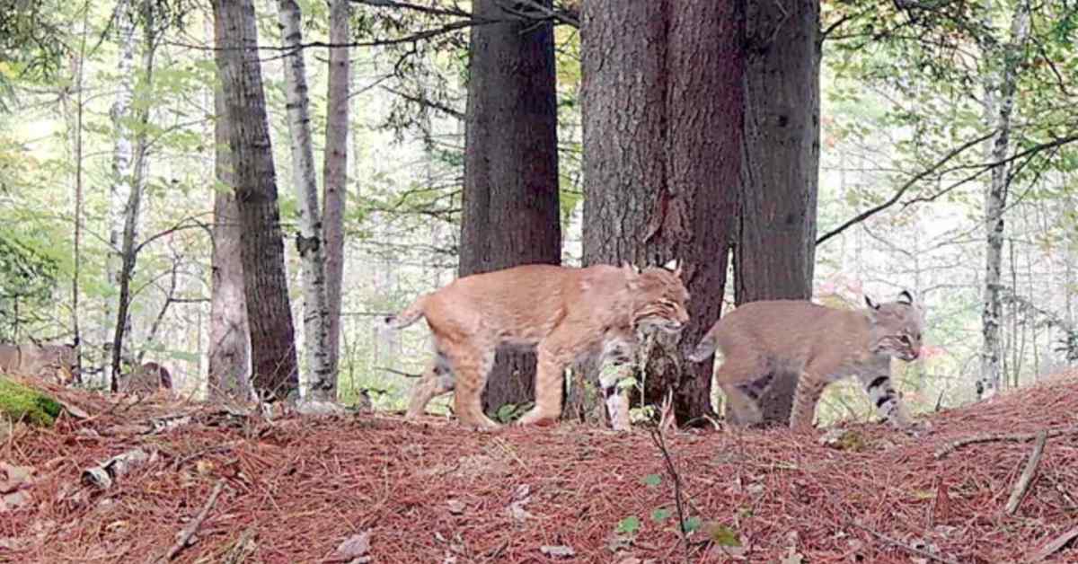 30,000 Volunteers Capture 100M Wildlife Photos in Wisconsin