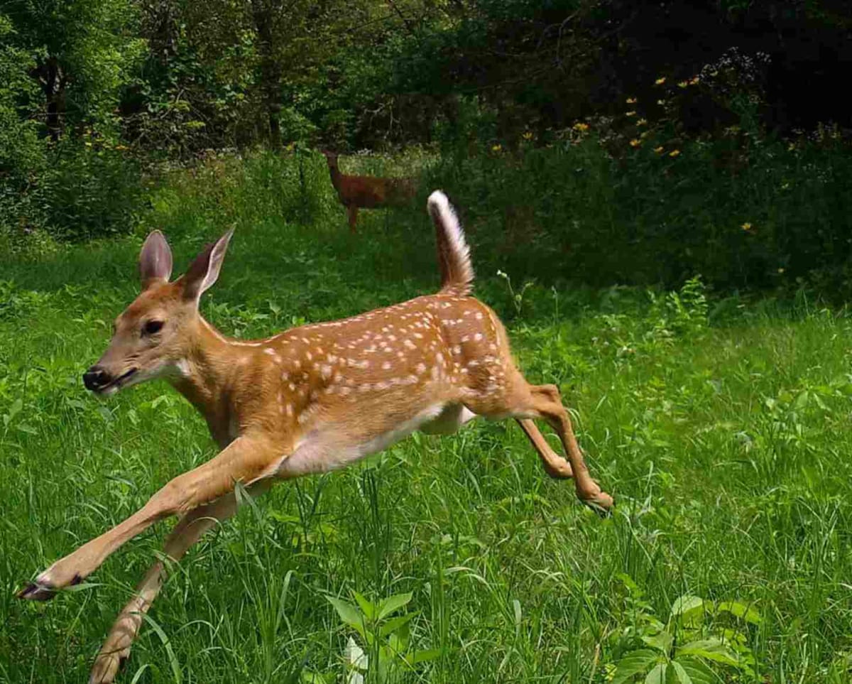 30,000 Volunteers Capture 100M Wildlife Photos in Wisconsin - Image 2