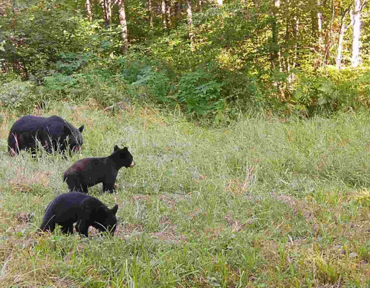 30,000 Volunteers Capture 100M Wildlife Photos in Wisconsin - Image 3