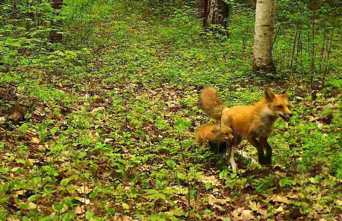 30,000 Volunteers Capture 100M Wildlife Photos in Wisconsin - Image 4