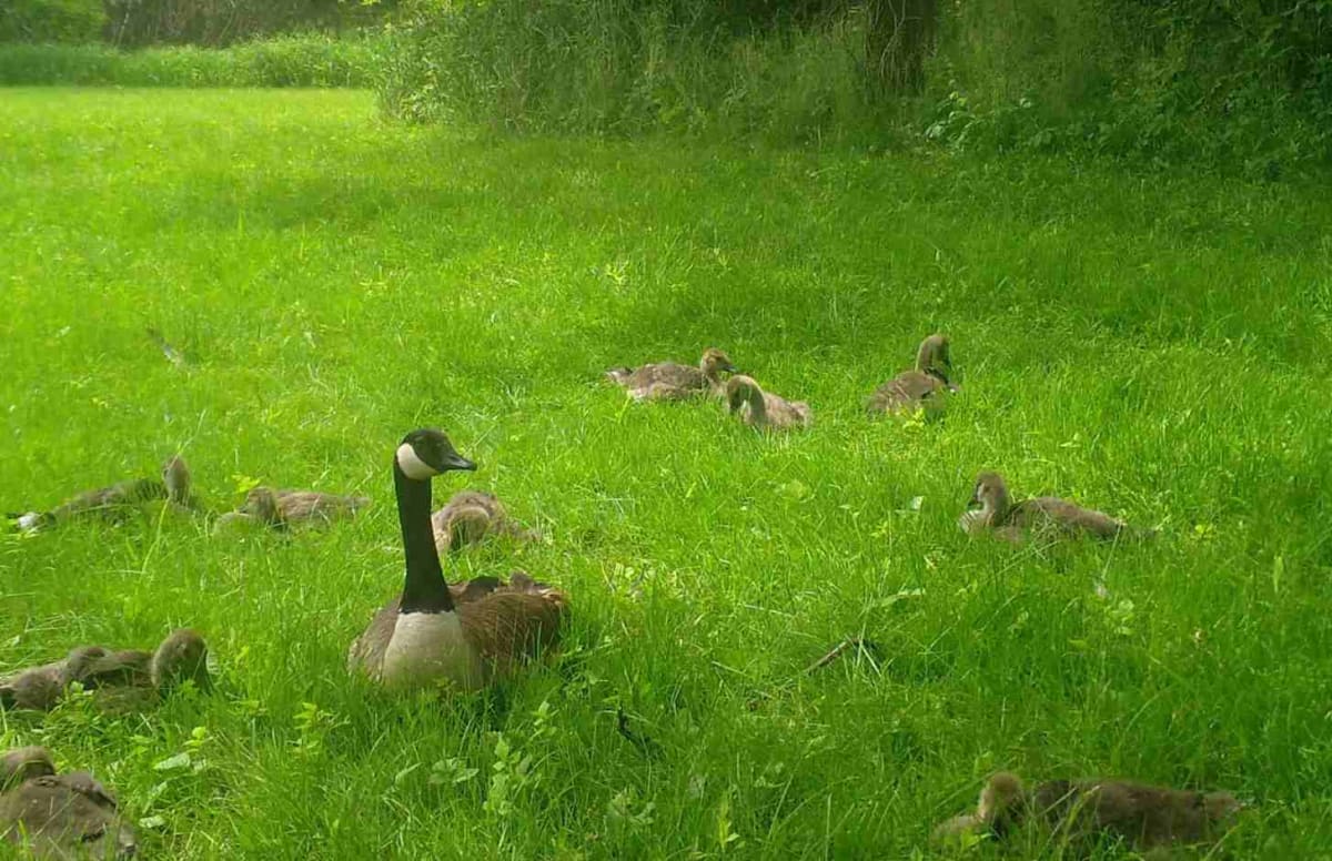 30,000 Volunteers Capture 100M Wildlife Photos in Wisconsin - Image 5