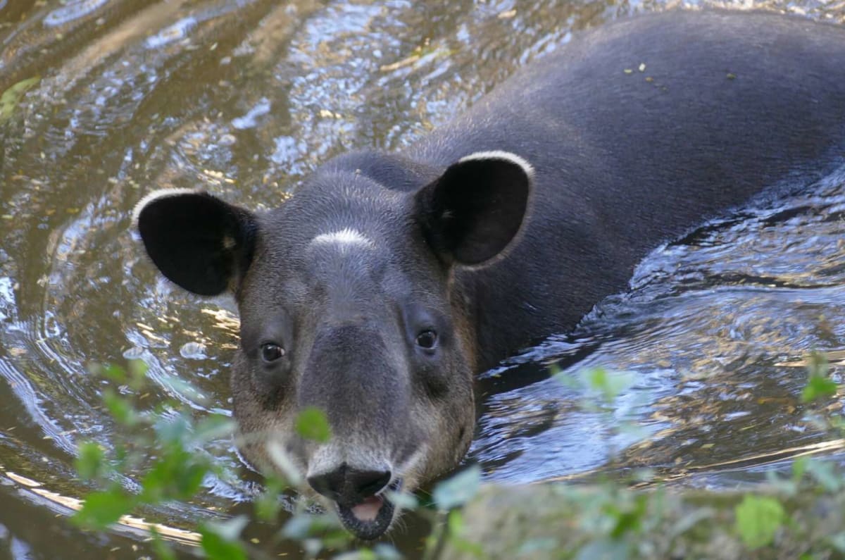 Camera Traps Clear Endangered Tapirs in Honduras - Image 4