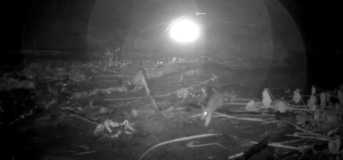 Camera Traps Clear Endangered Tapirs in Honduras - Image 3
