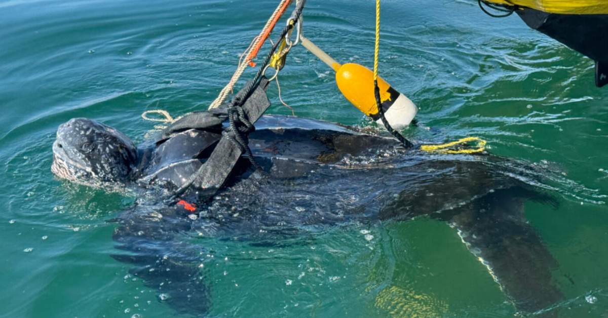 Fishermen Battle Winds to Free 700-Pound Sea Turtle