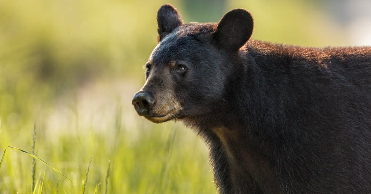 First Bear Crosses Washington Wildlife Bridge After 8 Years