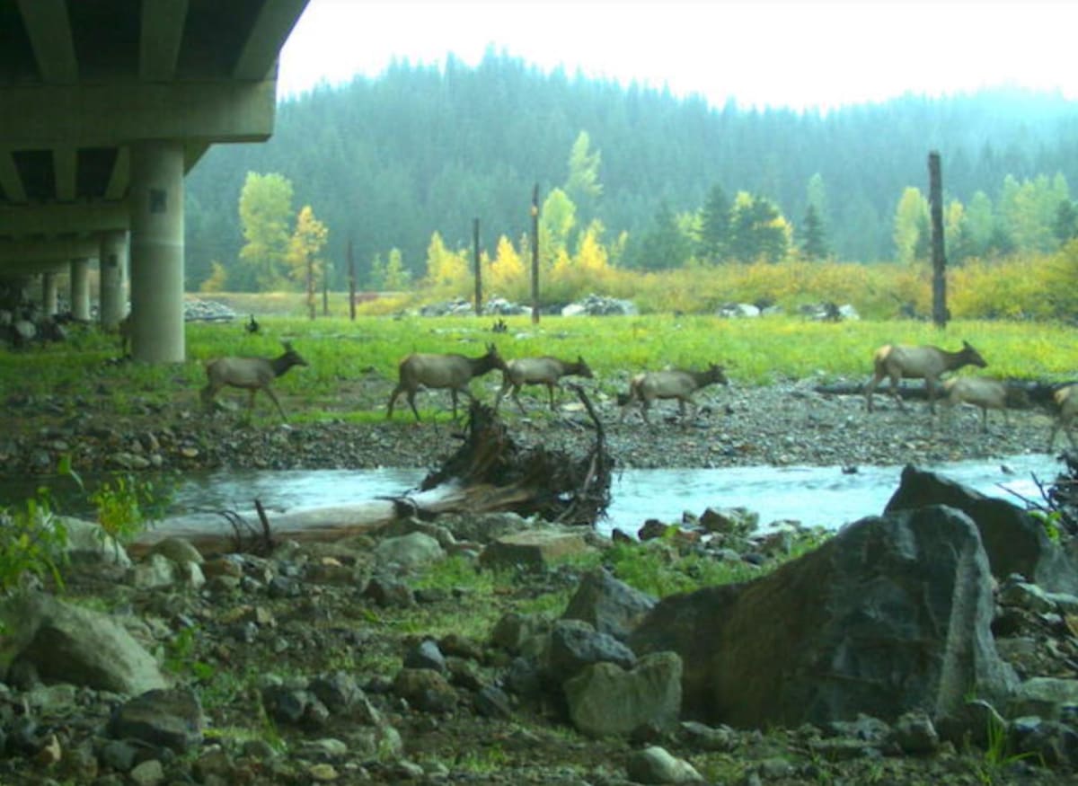 First Bear Crosses Washington Wildlife Bridge After 8 Years - Image 3