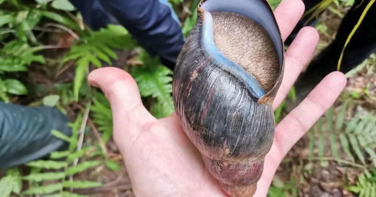 Croissant-Sized Snail Gets Second Chance in Africa