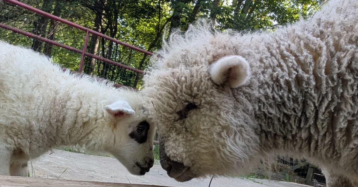 Ohio Sheep Delivers a Baby Goat in Rare "Geep" Mystery