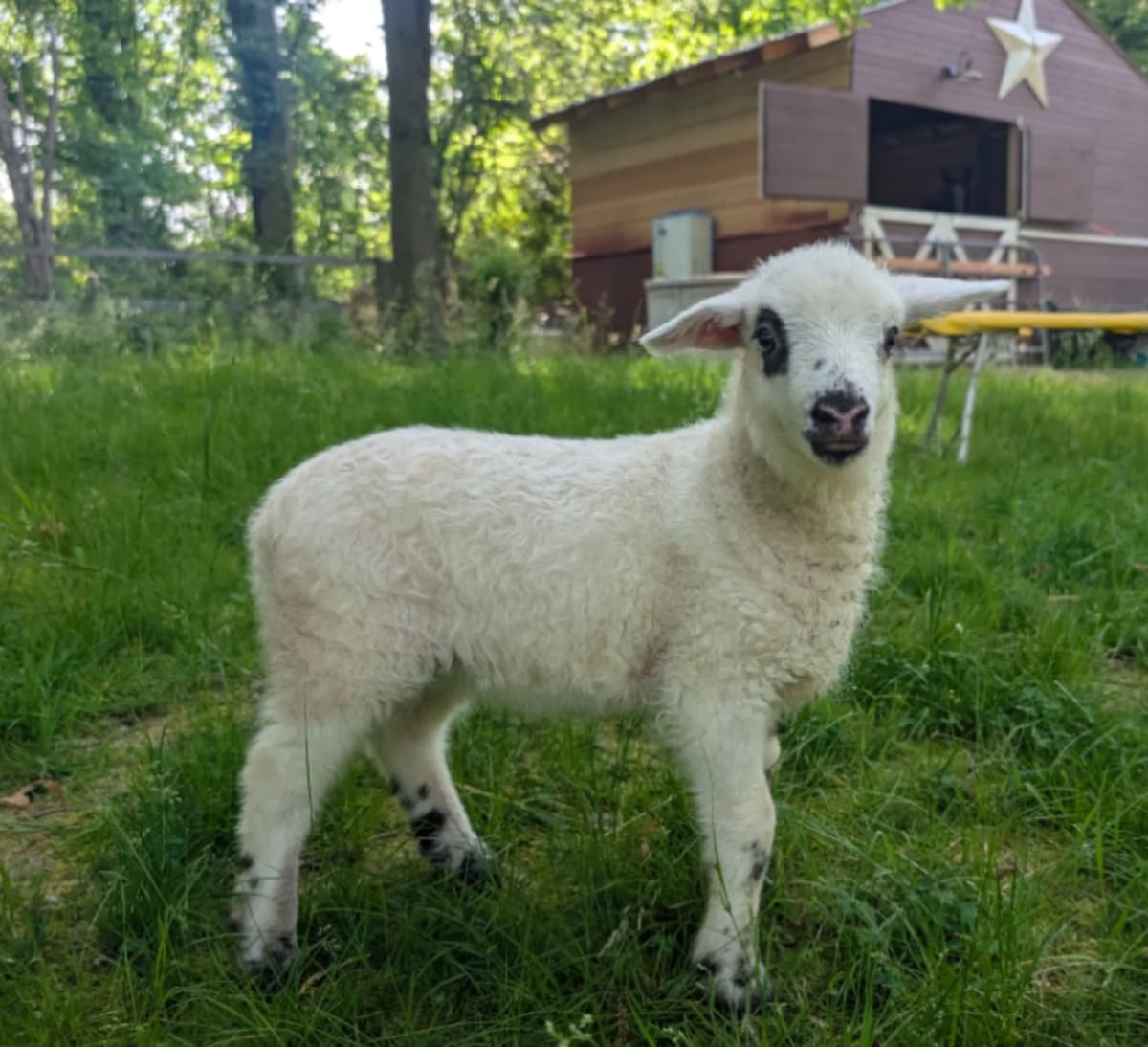 Ohio Sheep Delivers a Baby Goat in Rare "Geep" Mystery - Image 2