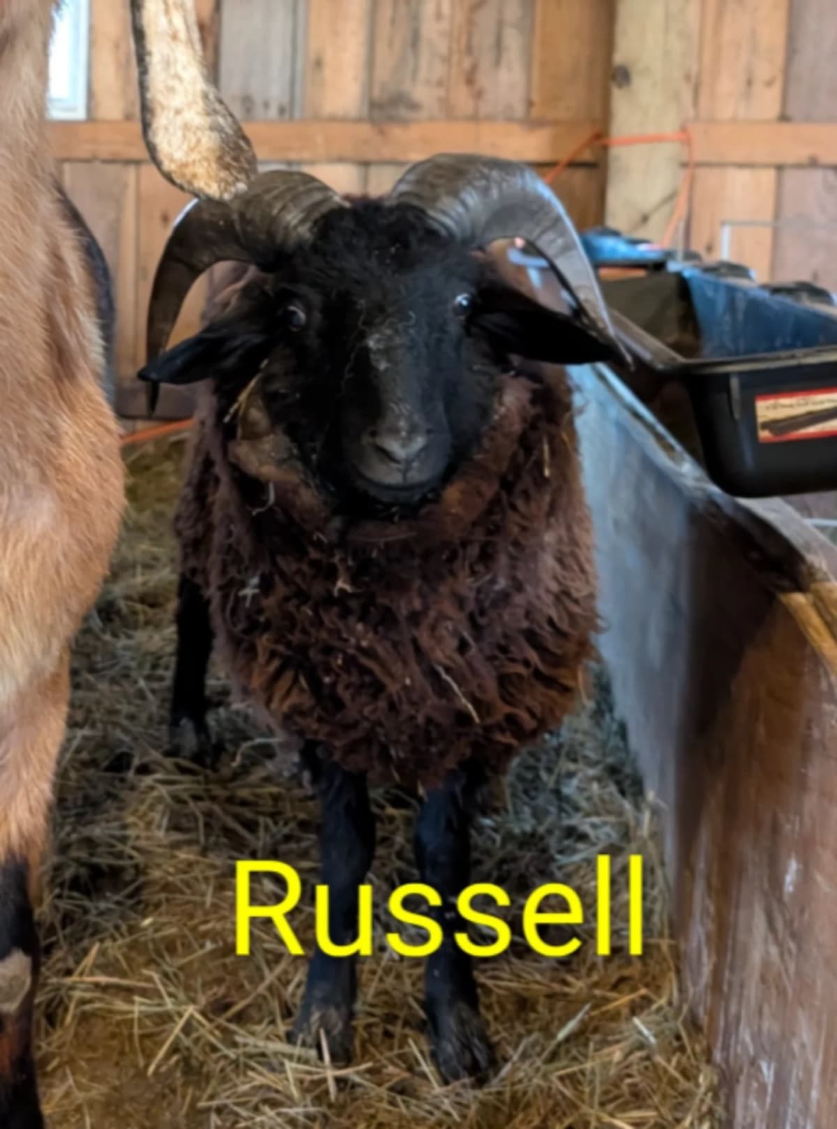 Ohio Sheep Delivers a Baby Goat in Rare "Geep" Mystery - Image 3