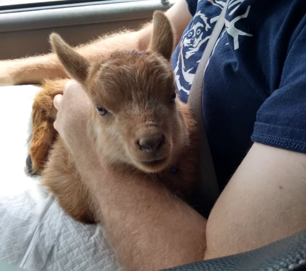 Ohio Sheep Delivers a Baby Goat in Rare "Geep" Mystery - Image 5
