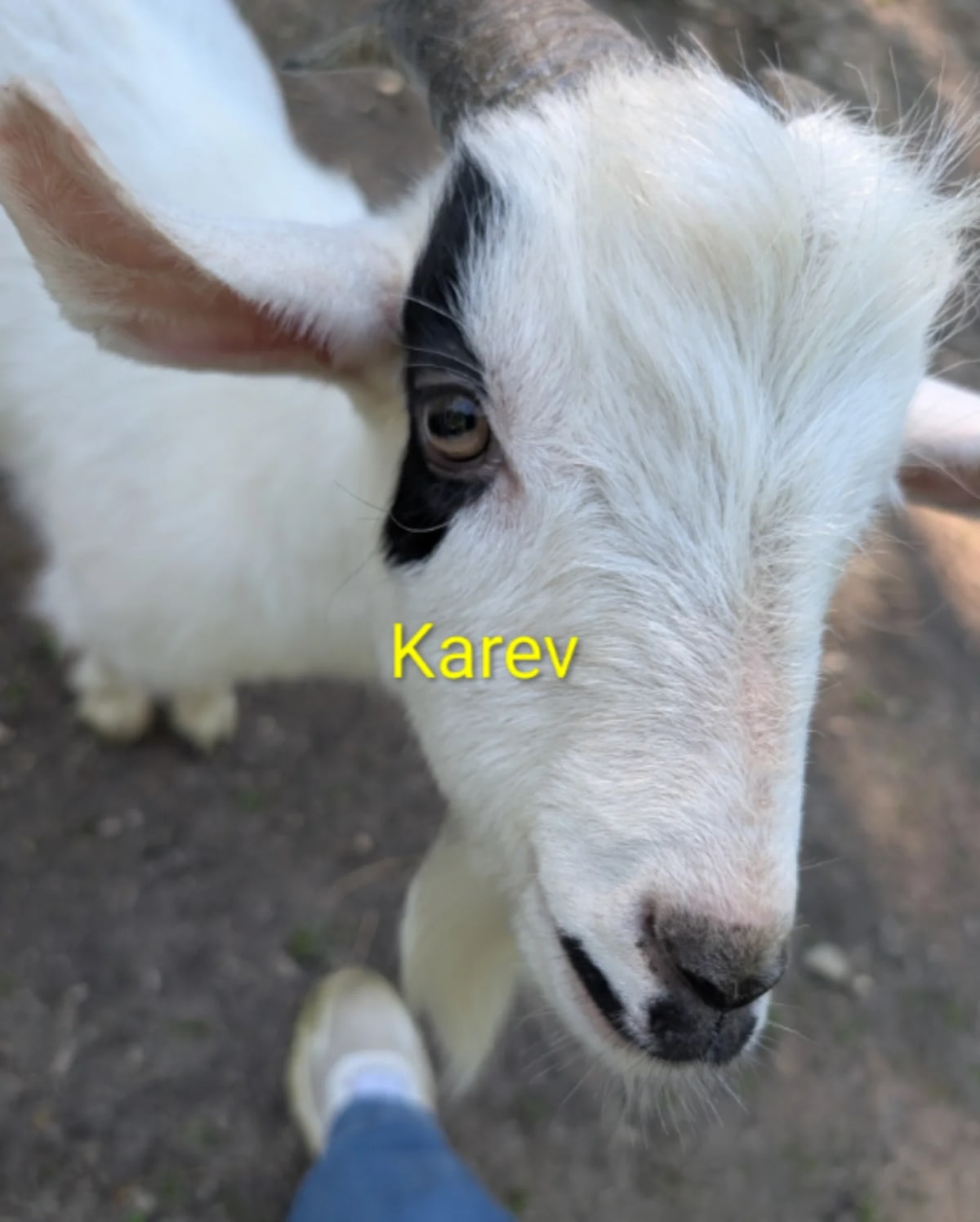 Ohio Sheep Delivers a Baby Goat in Rare "Geep" Mystery - Image 4