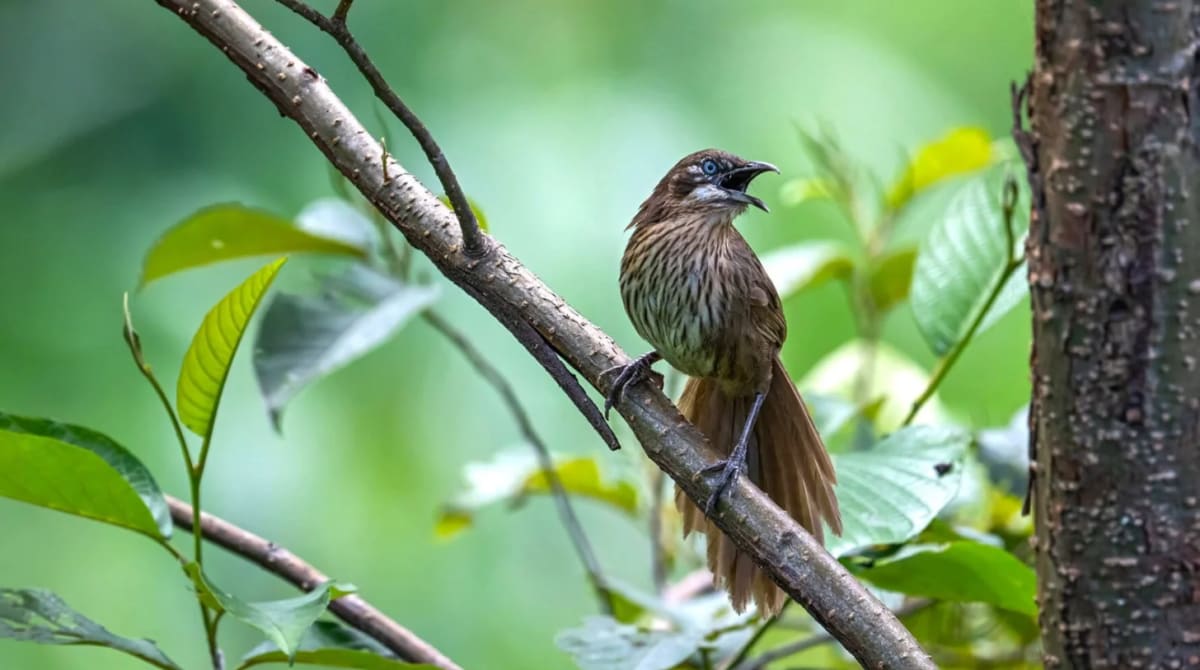 Nepal's Young Birdwatchers Turn Passion Into Conservation - Image 4