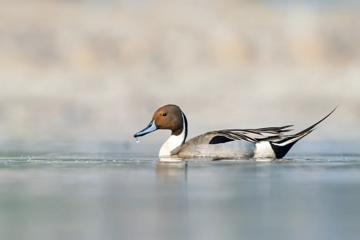 Nepal's Young Birdwatchers Turn Passion Into Conservation - Image 5