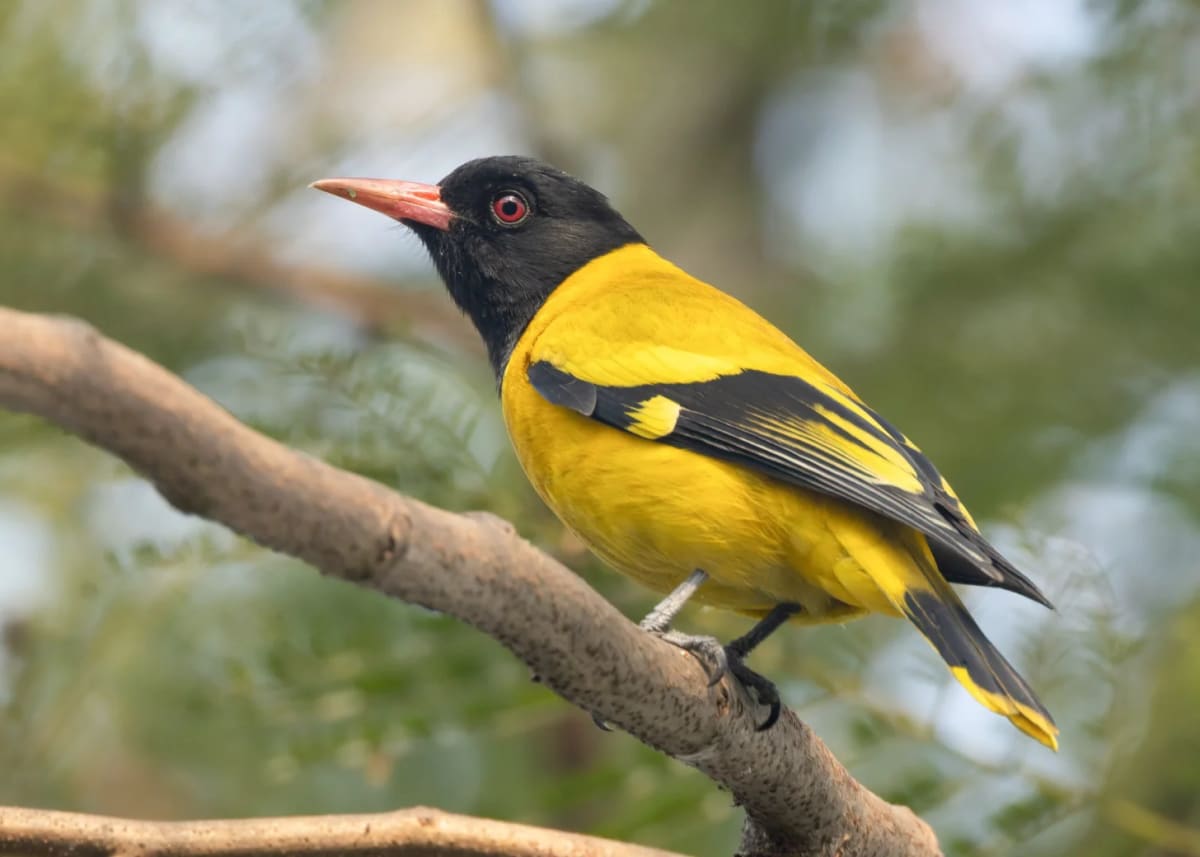 Nepal's Young Birdwatchers Turn Passion Into Conservation - Image 2