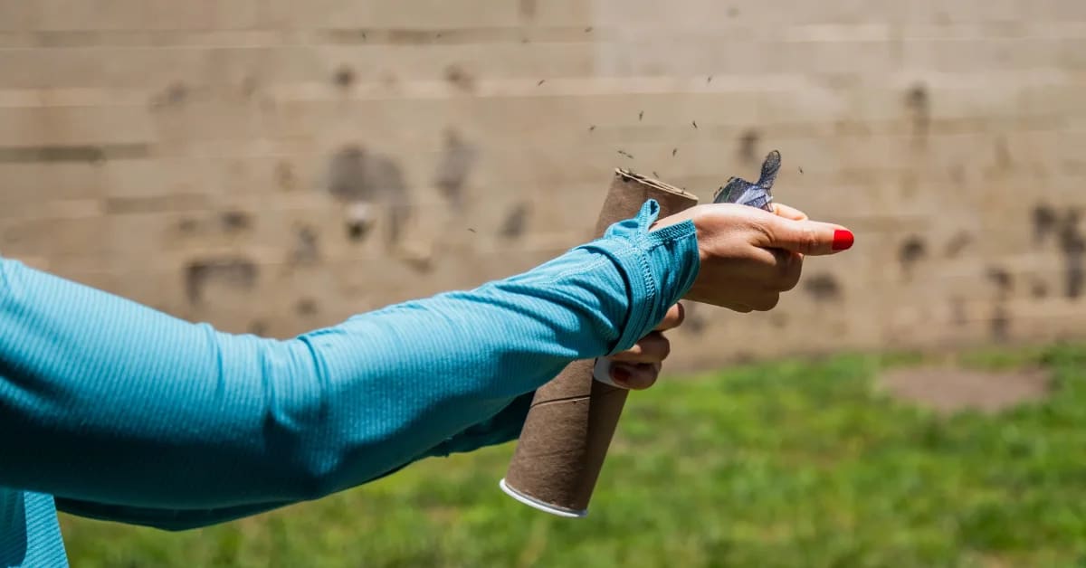 California Releases 480K Mosquitoes to Fight Disease