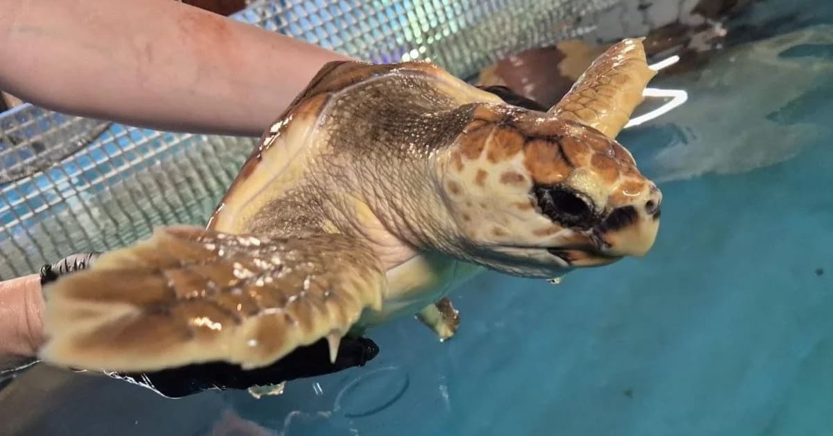 Loggerhead sea turtle named Crush resting in rehabilitation tank at marine rescue center