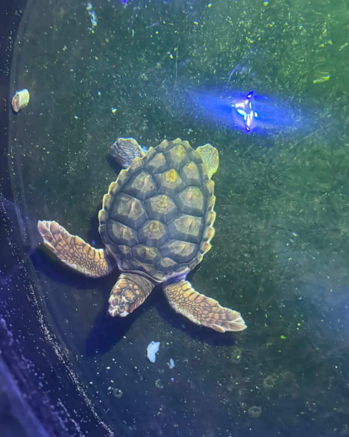 Sea Turtle Found 'Lifeless' Flies 1,500 Miles to Freedom - Image 3