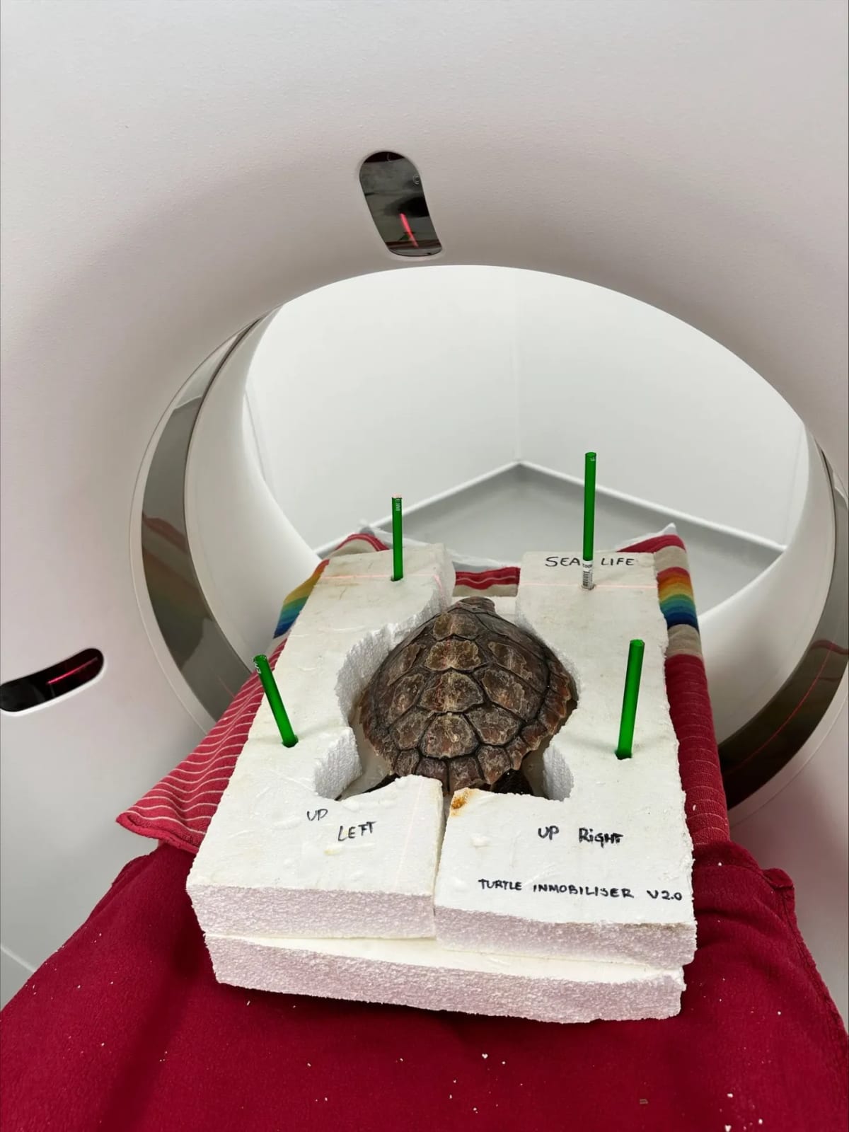 Sea Turtle Found 'Lifeless' Flies 1,500 Miles to Freedom - Image 2