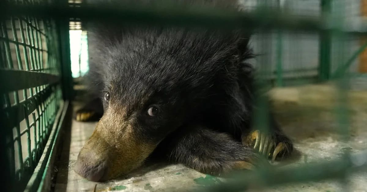 Injured Bear Cub Luna Thrives After India Forest Rescue