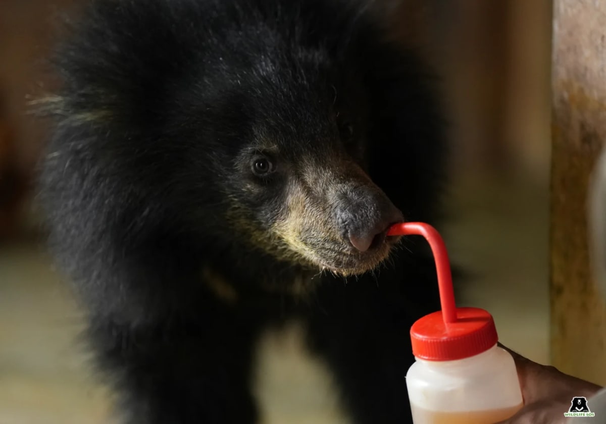 Injured Bear Cub Luna Thrives After India Forest Rescue - Image 3