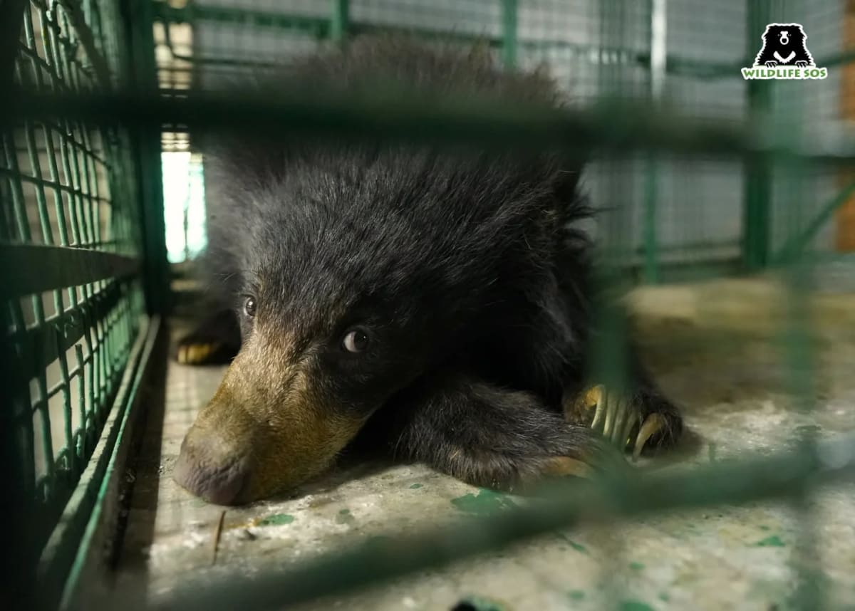 Injured Bear Cub Luna Thrives After India Forest Rescue - Image 5