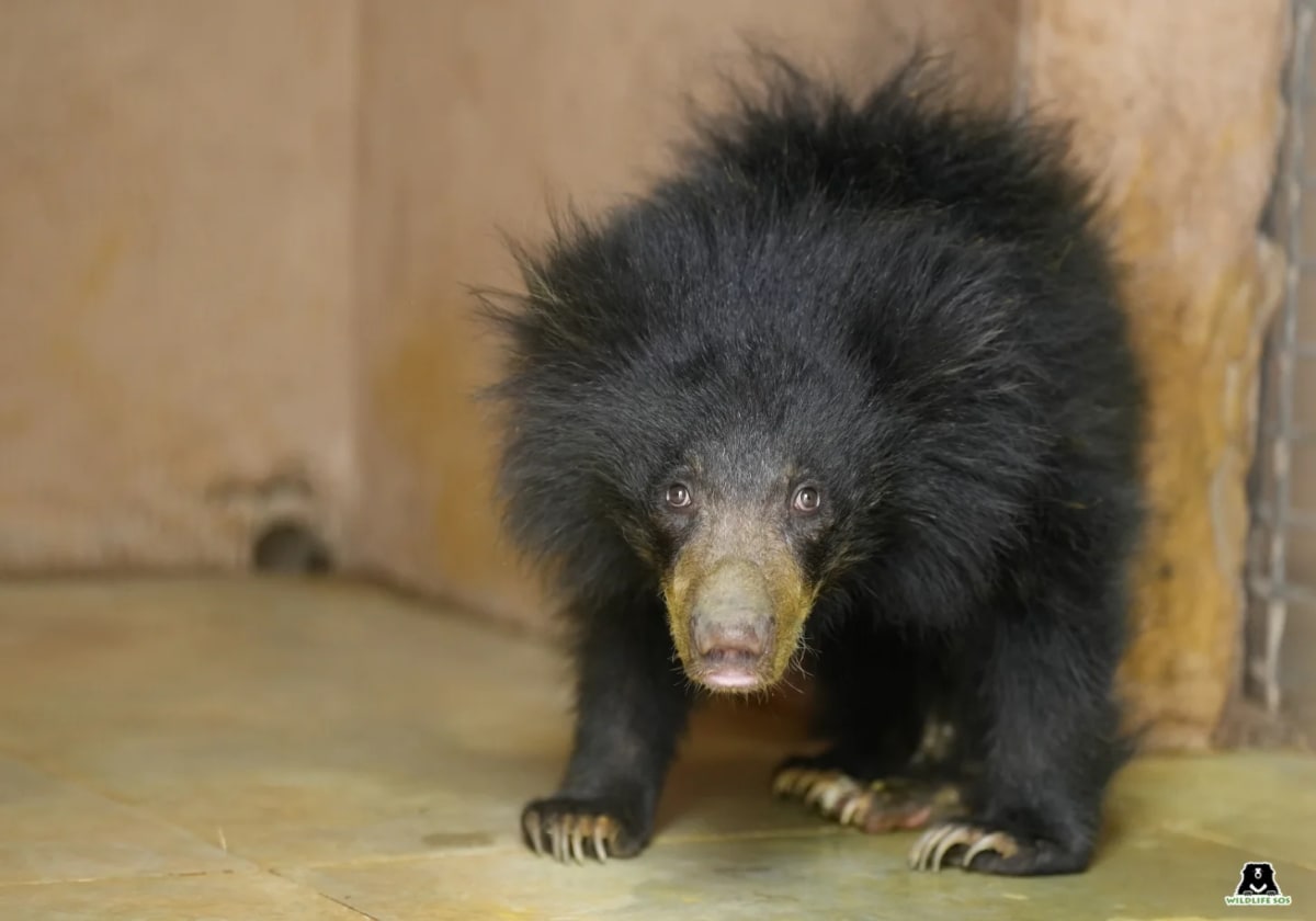 Injured Bear Cub Luna Thrives After India Forest Rescue - Image 2