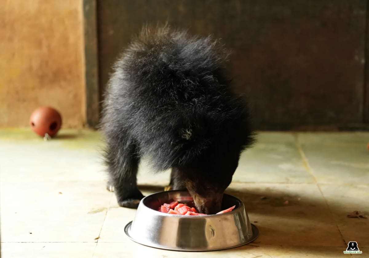 Injured Bear Cub Luna Thrives After India Forest Rescue - Image 4