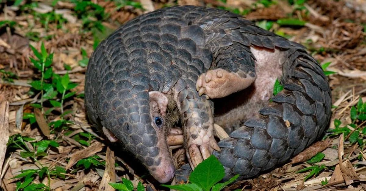 Himalayan pangolin with distinctive scales climbing tree in Nepal forest habitat