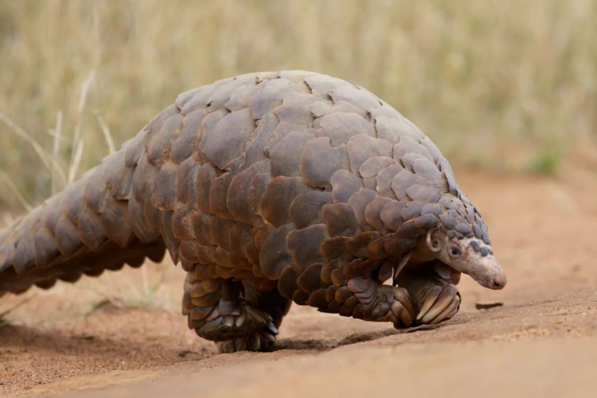 New Pangolin Species Found After 200 Years in Nepal - Image 2