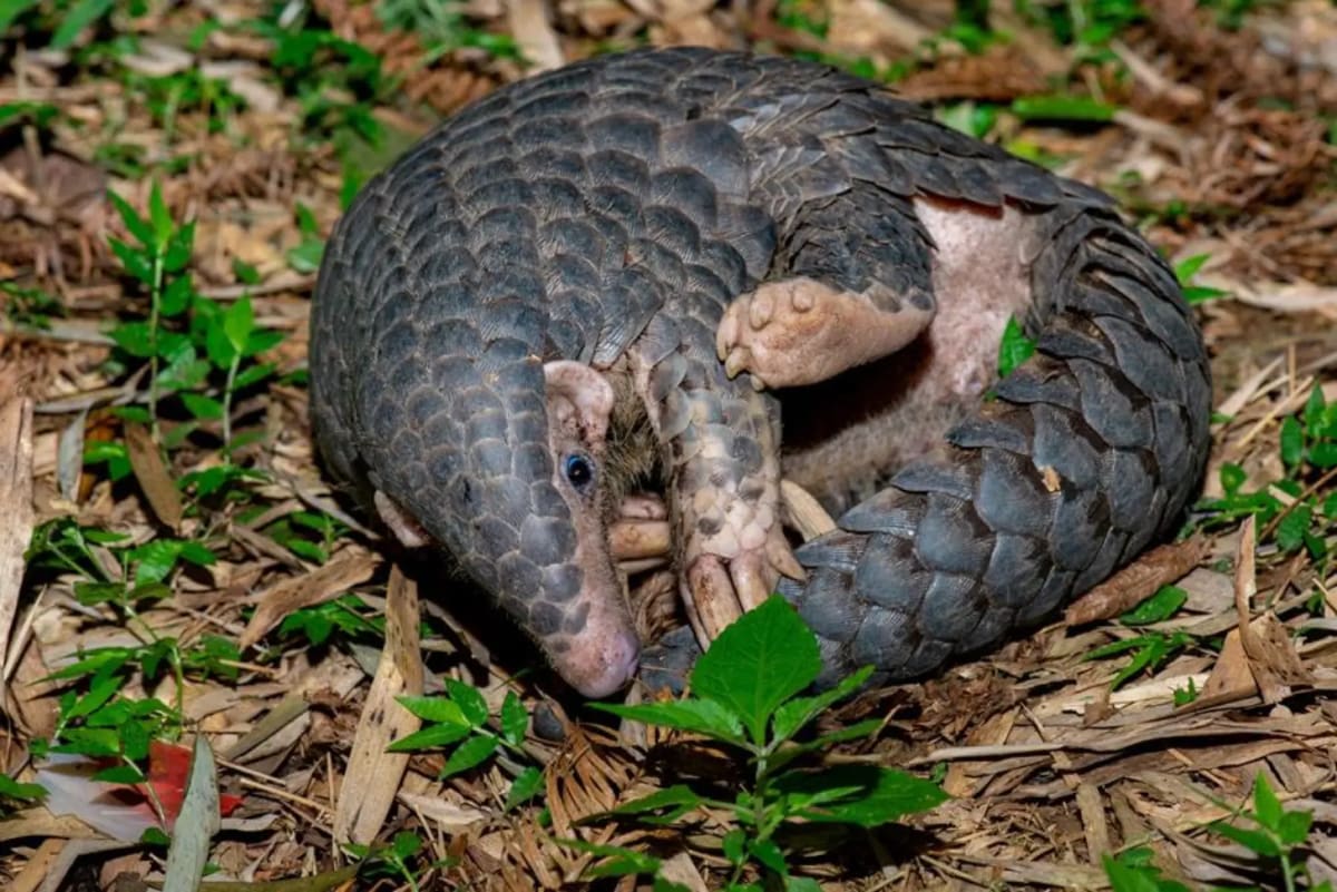 New Pangolin Species Found After 200 Years in Nepal - Image 4