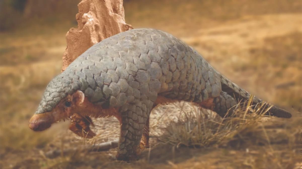 New Pangolin Species Found After 200 Years in Nepal - Image 3