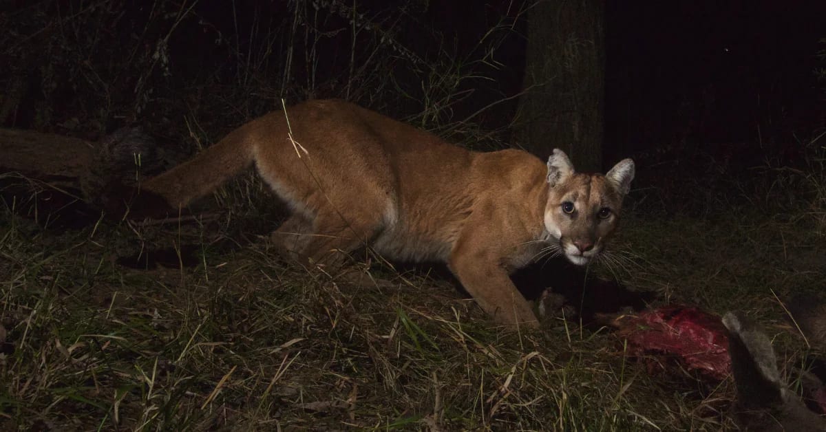 Cougar walking through forest captured on trail camera during wildlife habitat connectivity study
