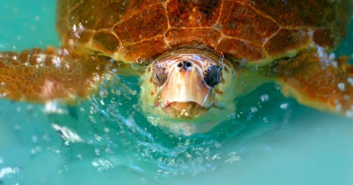 Sea turtle hatchling crawling across sandy beach toward ocean on Florida specialty license plate