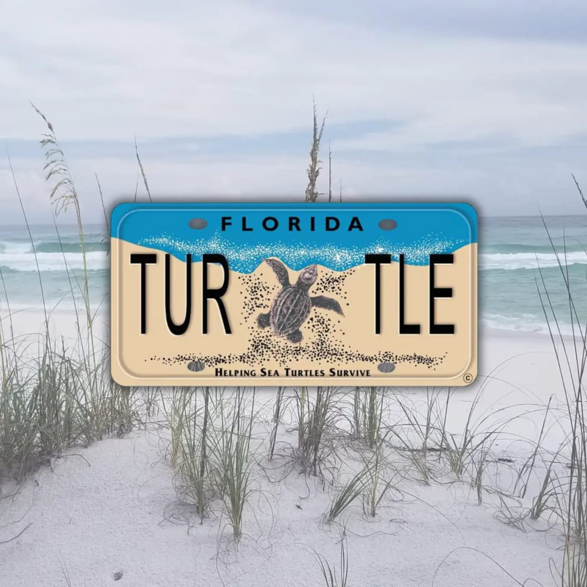 Florida's Sea Turtle Plates Raised $10M Since 1998 - Image 2