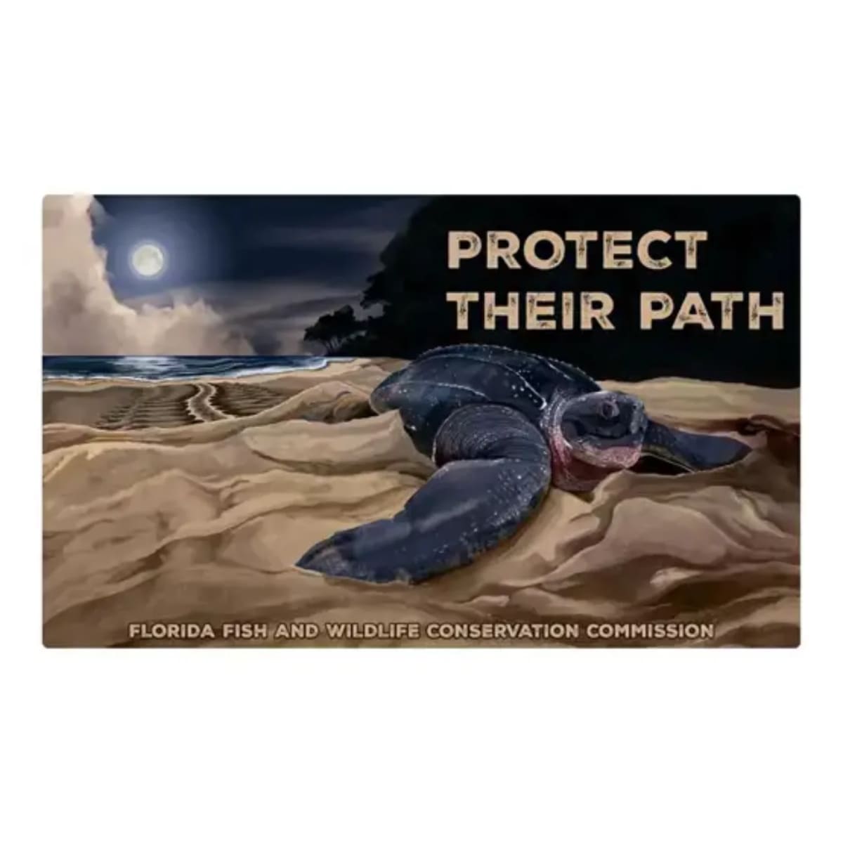 Florida's Sea Turtle Plates Raised $10M Since 1998 - Image 3